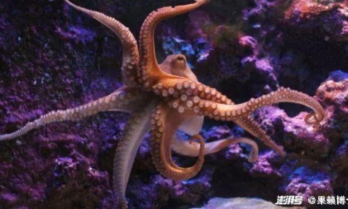 沙生的功效与作图片-【沙生的功效与作图片】沙魚功效 - 沙切功效网